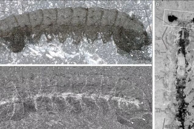 Ученые нашли окаменелости животных, которым больше 500 млн лет. Фото