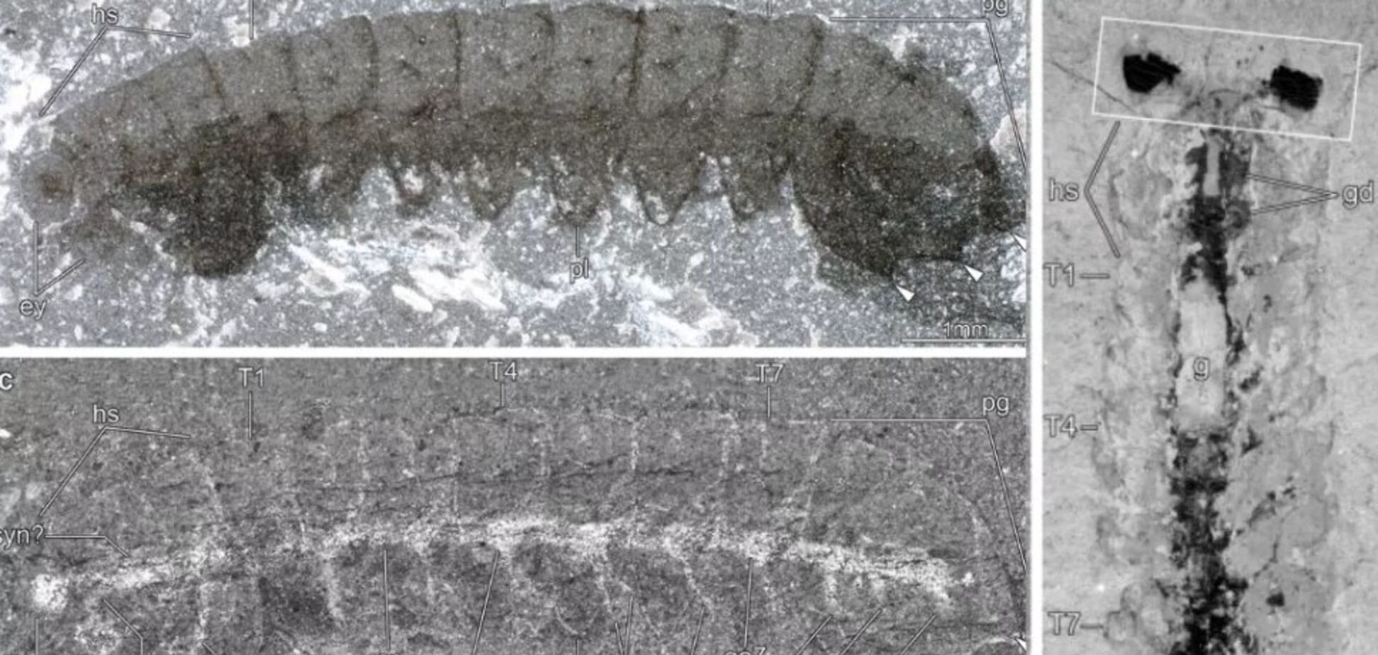 Ученые нашли окаменелости животных, которым больше 500 млн лет. Фото