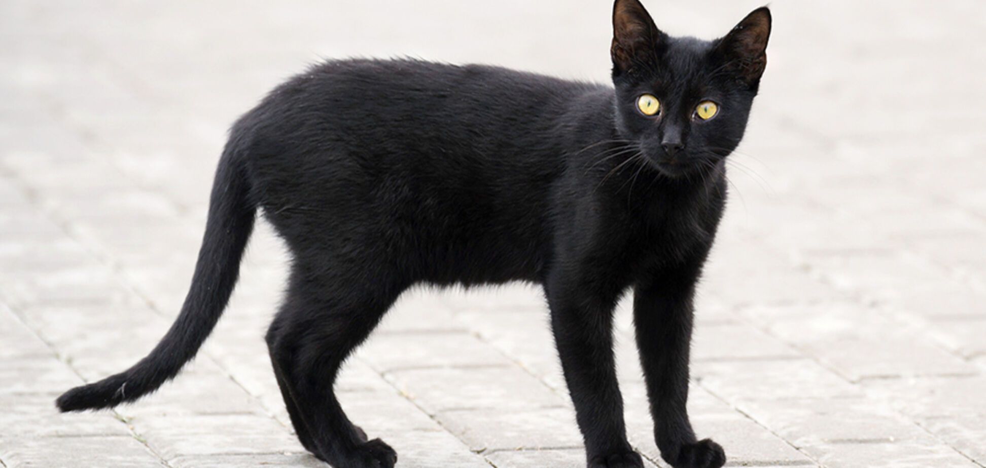 Черный кот спровоцировал ДТП в Днепре