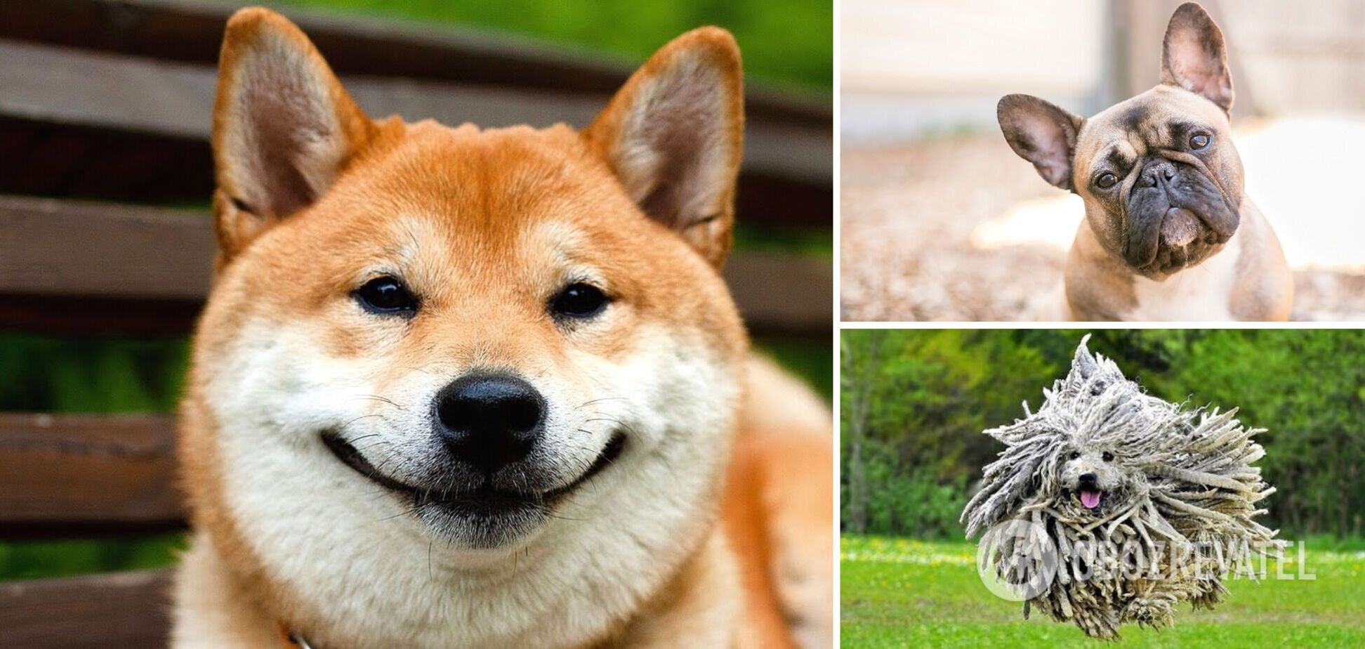 10 отличий между породами собак, которых часто путают. Фотосравнение |  Приколы | OBOZ.UA