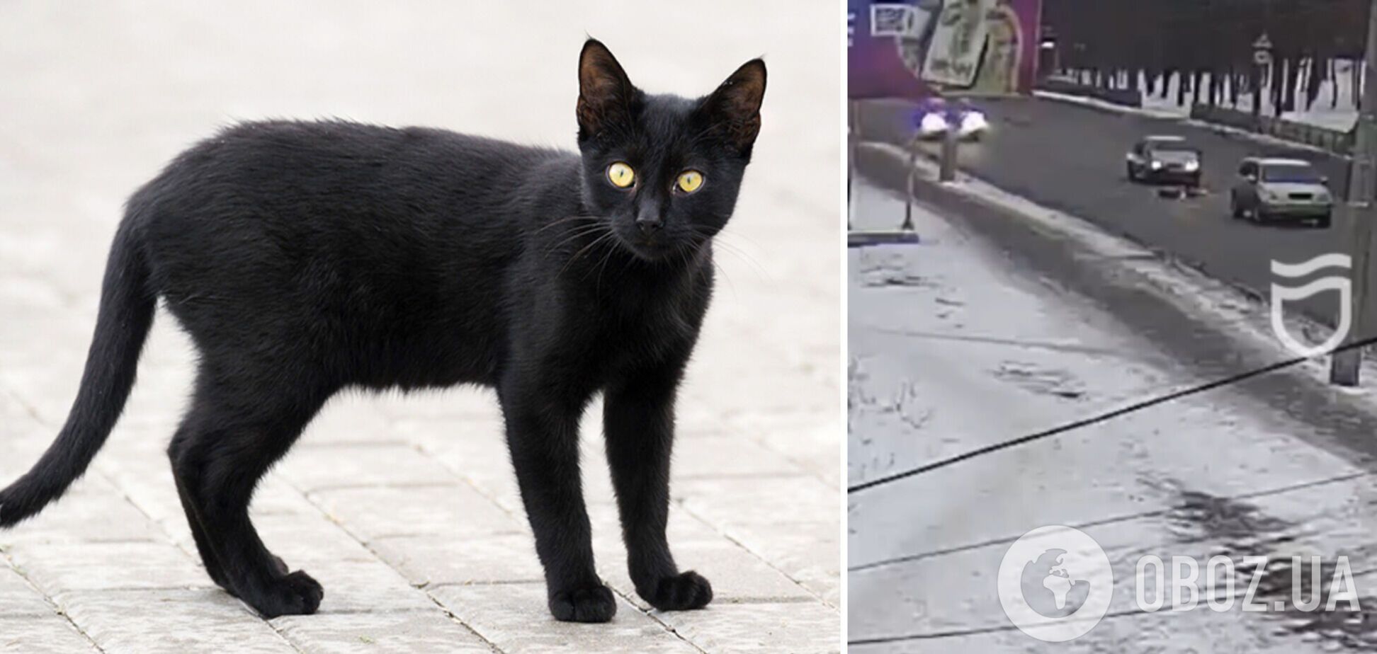 Водитель не успел оперативно среагировать