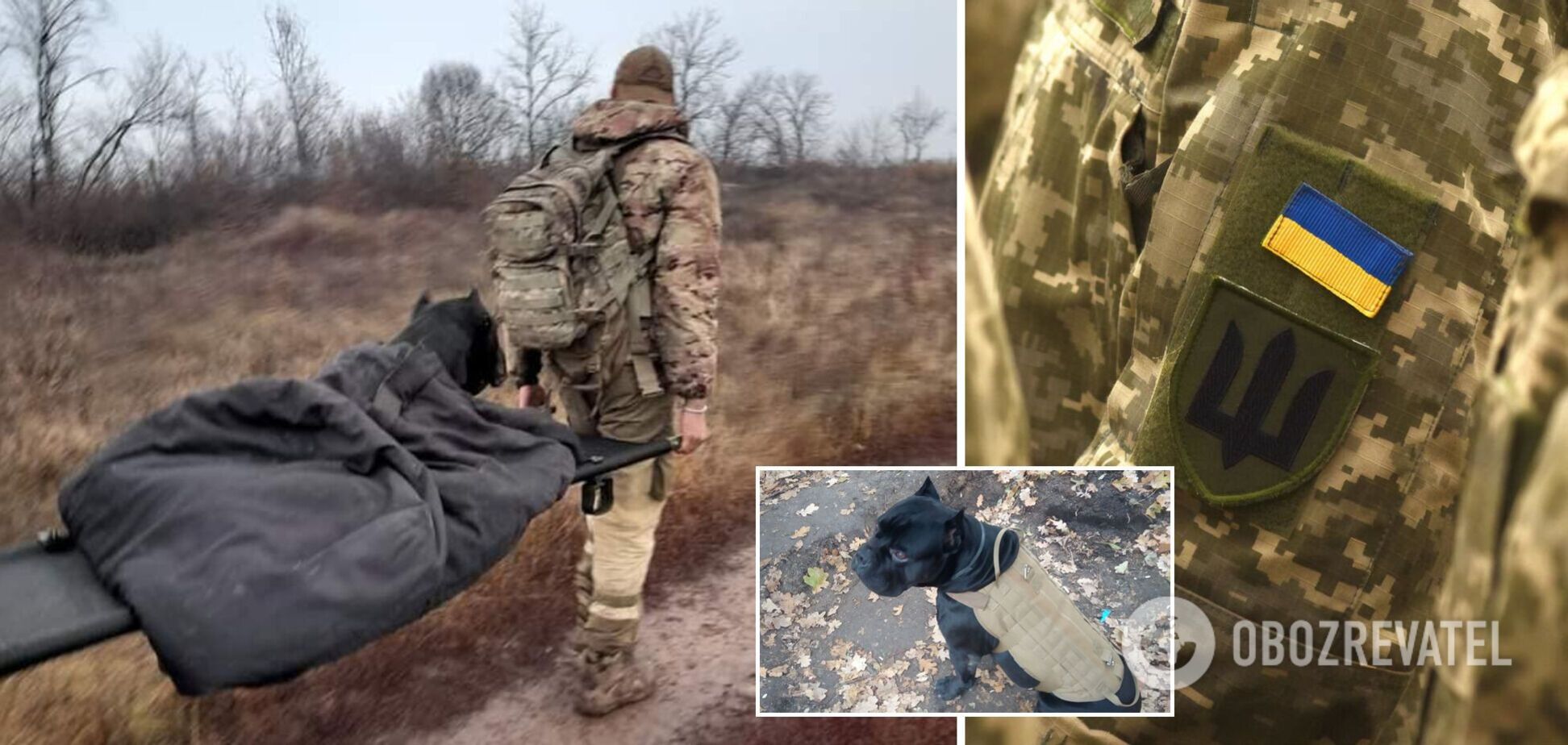 Прийшов на трьох лапах: як службовий пес ЗСУ вирвався з полону 'Л/ДНР'. Фото