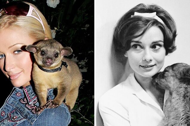 Кинкажу, осьминог, олень: каких экзотических животных выбирают знаменитости. Фото