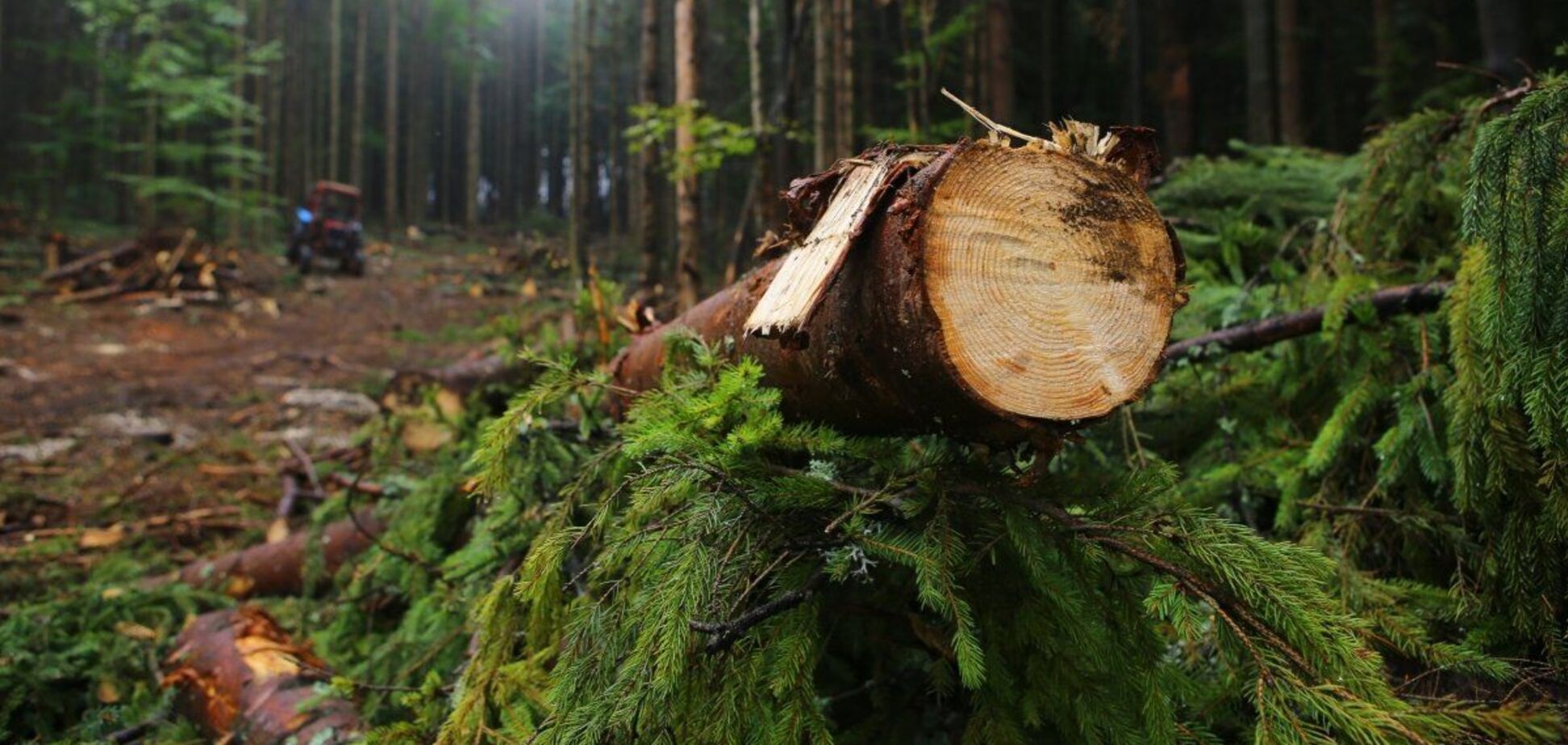 Сотни гектаров леса по всей стране вырубают для отопления, – экологи