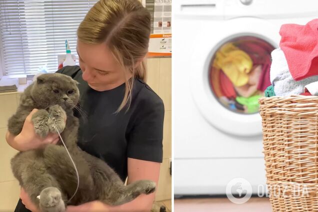В Днепре невнимательная хозяйка 30 минут стирала кота, пока не услышала его крики. Видео