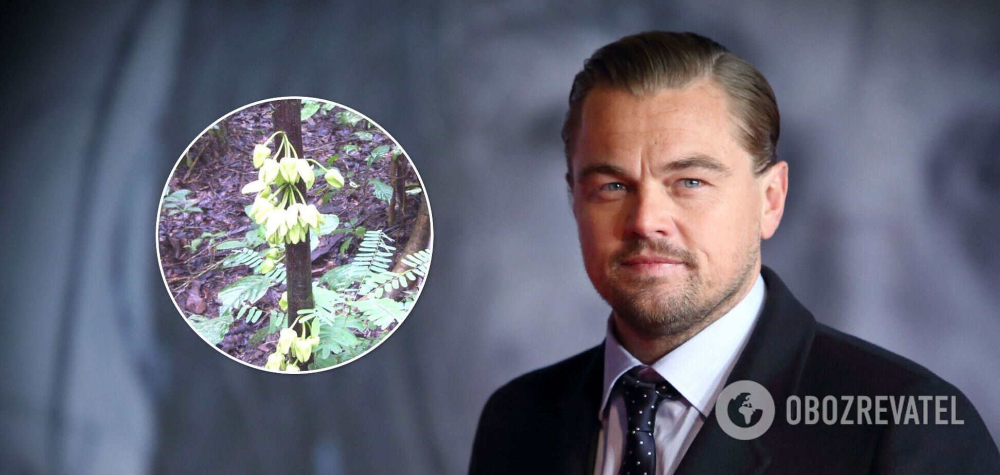 На честь Леонардо Ді Капріо назвали новий вид дерев