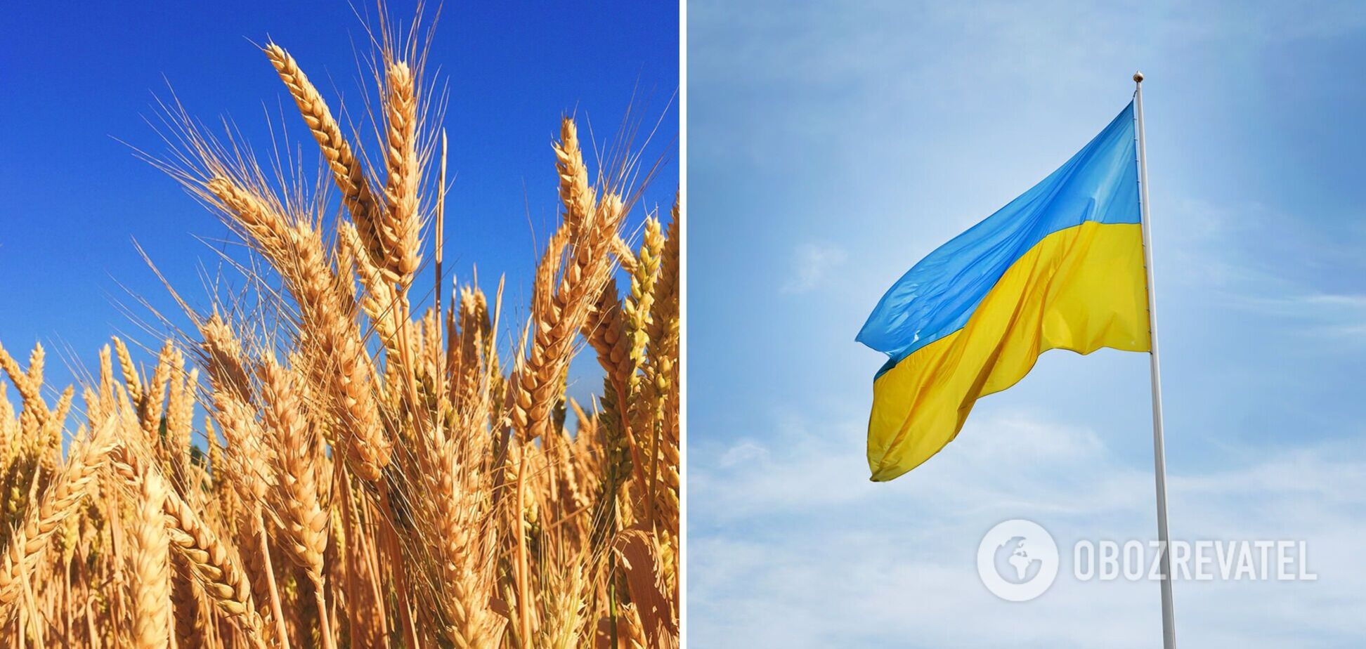 Стало відомо, скільки Україна експортувала зернових, зернобобових та борошна