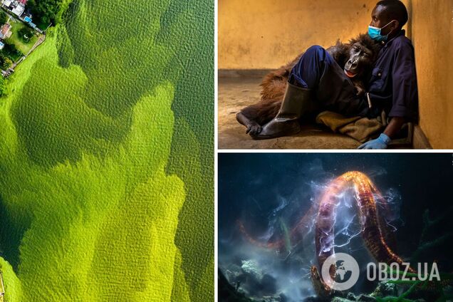 Пчелиная оргия выиграла конкурс на лучшее фото дикой природы 2022 года