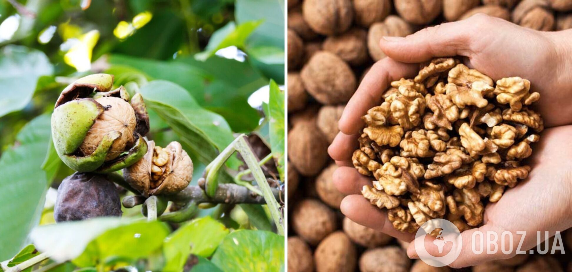 Скільки волоських горіхів можна їсти щодня: дієтолог назвала оптимальну кількість для здоров'я