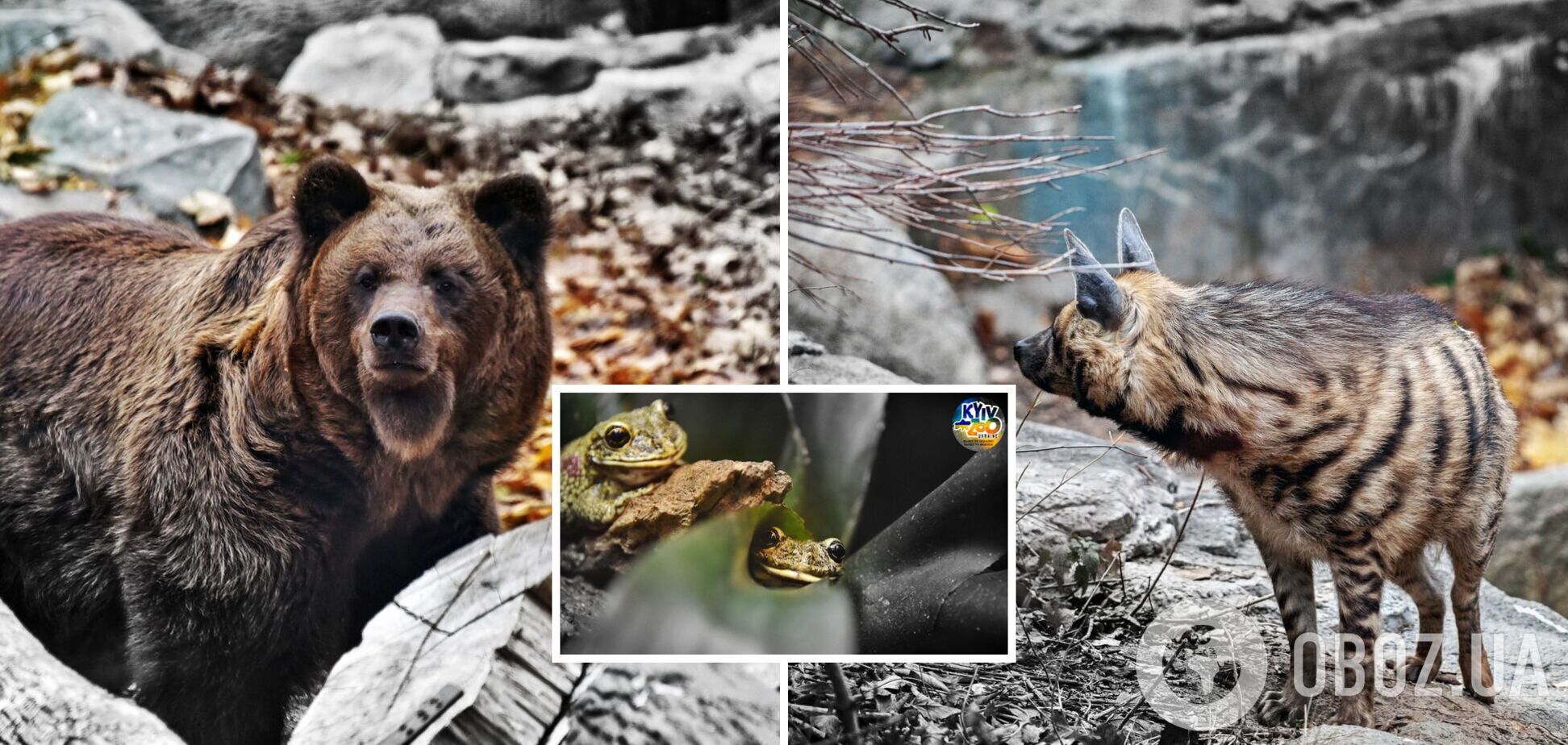 Столичный зоопарк готовится к зиме