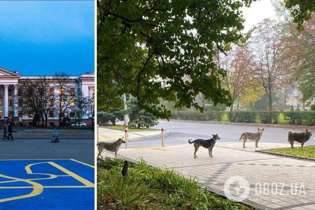 В Краматорске собаки стали в очередь за едой: пораженный волонтер поделился фото, которое стало вирусным