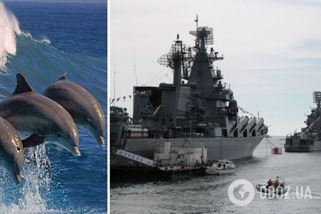 Российские военные корабли привели к гибели 50 тыс. дельфинов в Черном море – биолог
