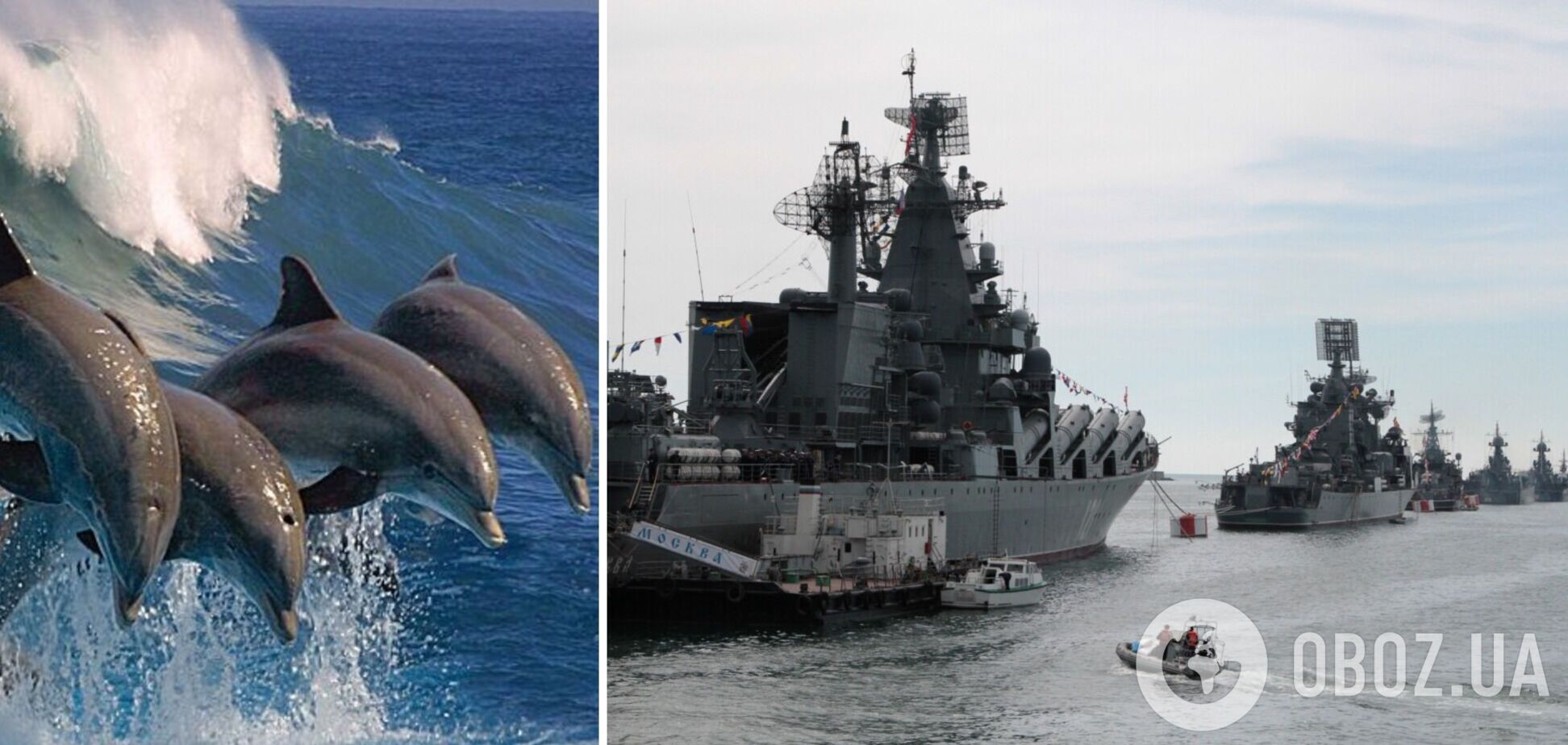Російські військові кораблі привели до загибелі 50 тис. дельфінів у Чорному морі – біолог