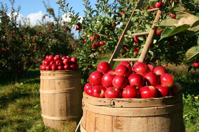Як правильно зберігати яблука на зиму, щоб вони не гнили: ділимось дієвими способами