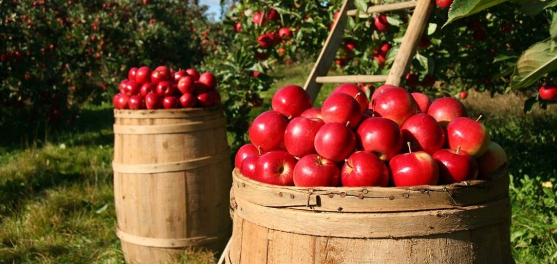 Квашені яблука на зиму в банці: як вдало приготувати