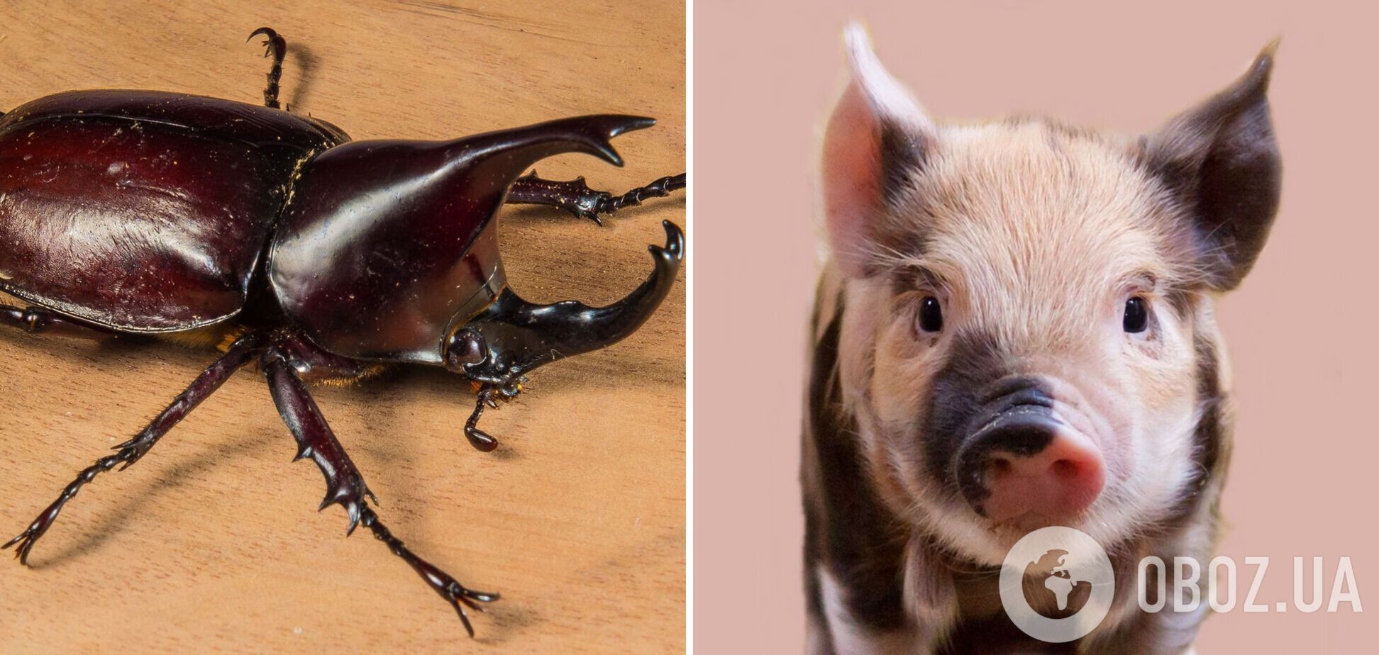 Росіян почали привчати до нового раціону: вчені заявили, що слимаки і жуки-носороги корисніші за свинину