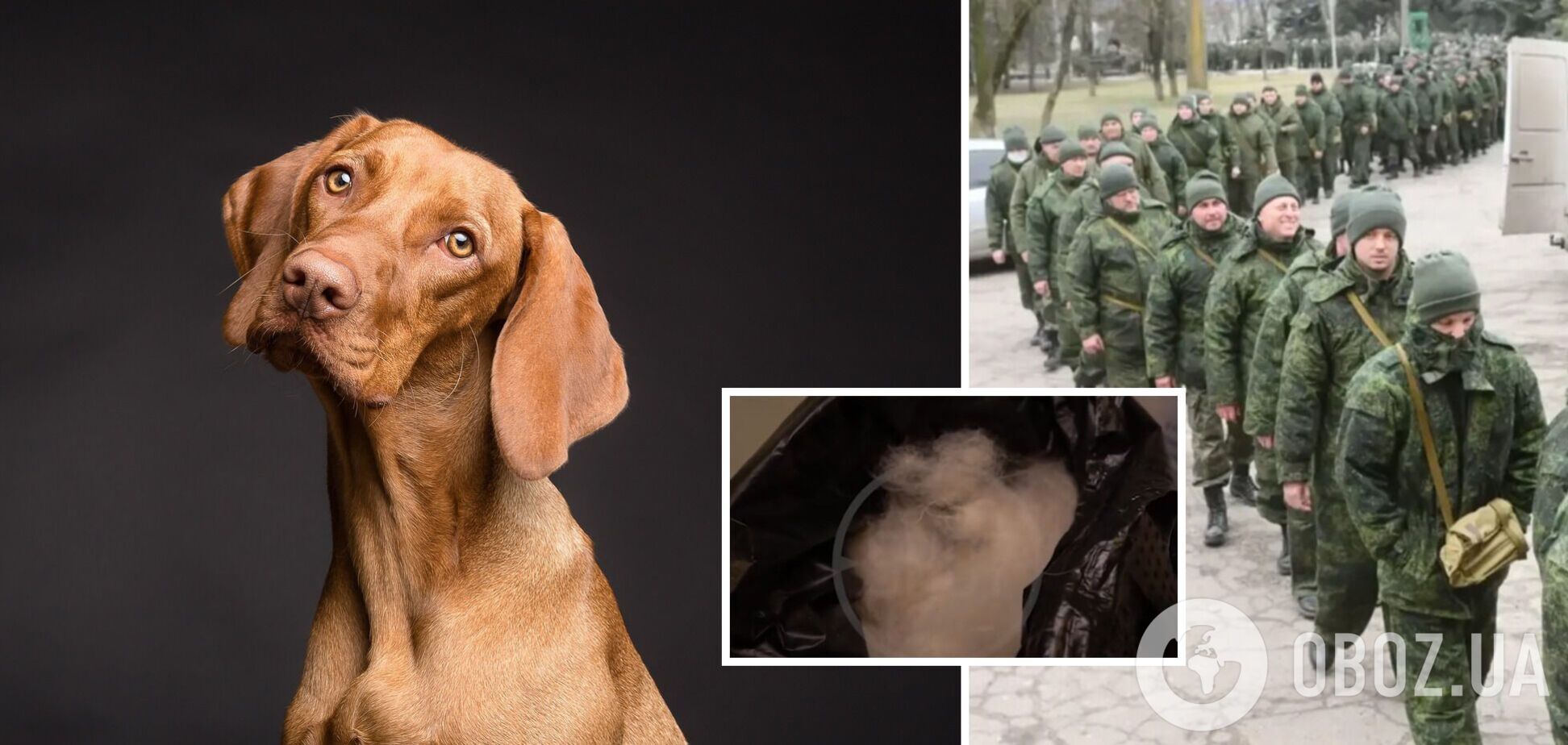 В Челябинске начали собирать по всей России собачью шерсть, чтобы вязать носки солдатам. Видео