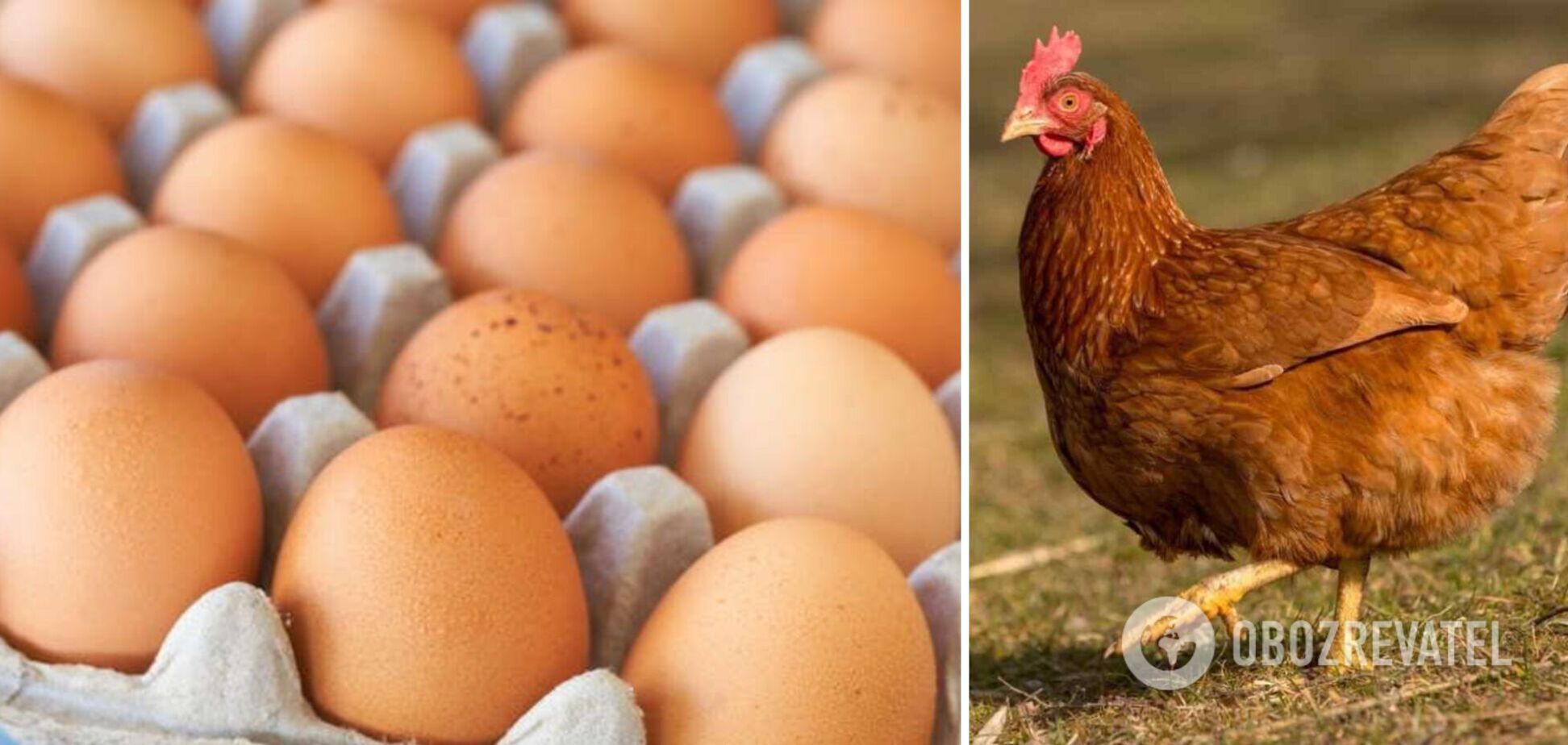 Производство яиц в Украине в 2023 году может остановиться