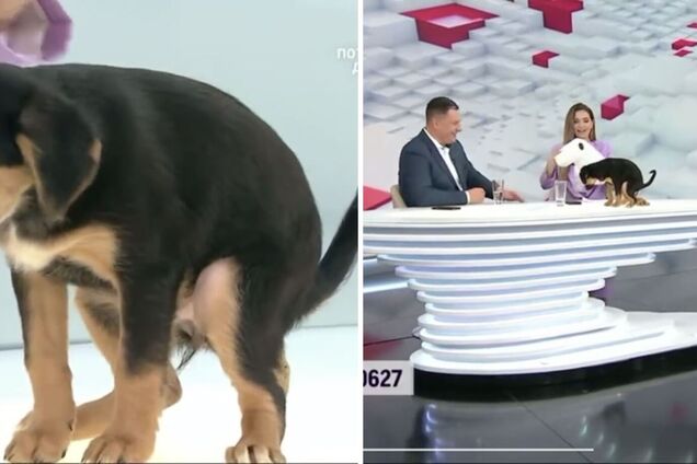 В ефірі телемарафону цуценя залишило 'сюрприз' на столі ведучих. Відео конфузного моменту