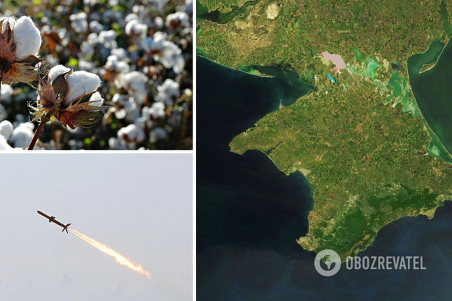 Бавовна в Крыму