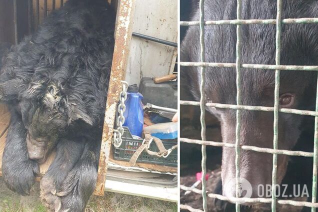 Зоозащитники спасли контуженного медведя, которого нашли в частном зоопарке под Лиманом. Фото