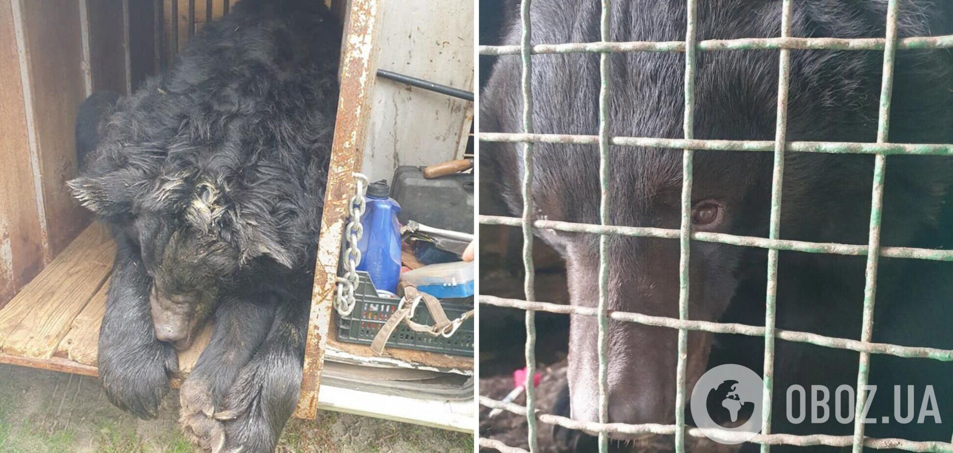 Зоозахисники врятували контуженого ведмедя, якого знайшли в приватному зоопарку під Лиманом. Фото   