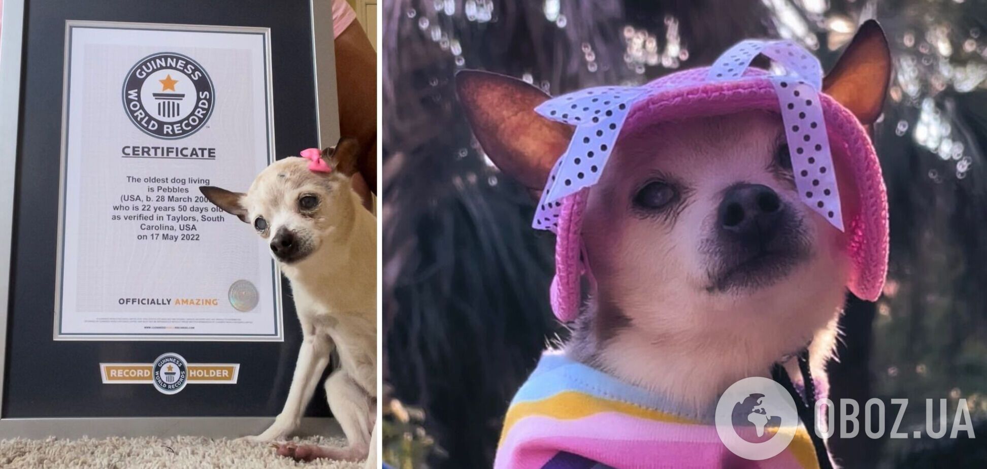 У США померла найстаріша собака у світі: як виглядала рекордсменка