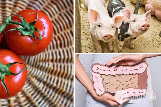 Ученые узнали, как повлияет на организм двухнедельная томатная диета