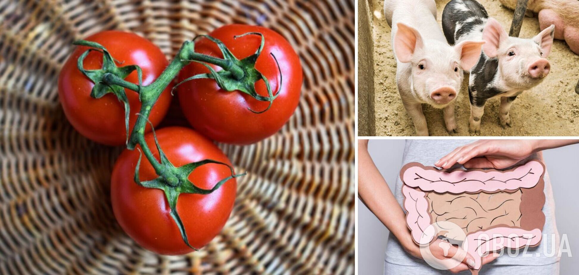 Ученые узнали, как повлияет на организм двухнедельная томатная диета