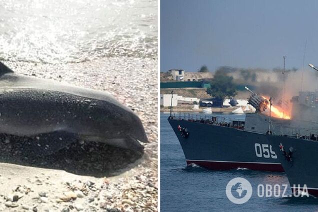 В Крыму массово гибнут дельфины, но оккупанты не видят в этом проблемы