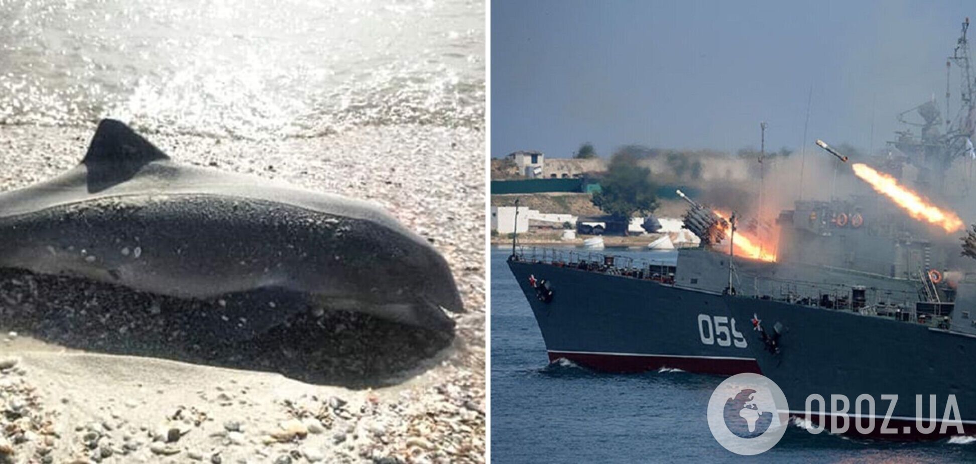 У Криму масово гинуть дельфіни, але окупанти не бачать у цьому проблеми