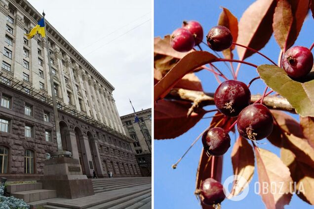 Киевсовет объявил дерево ботаническим памятником природы