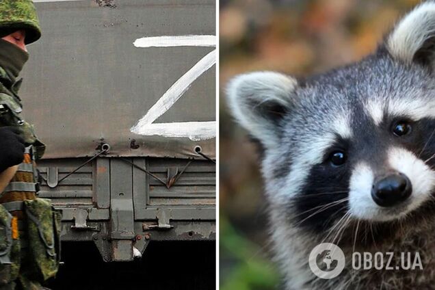 Міняємо 10 'мобіків' на херсонського єнота: мережа вибухнула мемами після пограбування окупантами зоопарку
