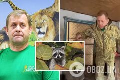 Енота из Херсона украл скандальный владелец крымского зоопарка: еще недавно был в СИЗО. Видео