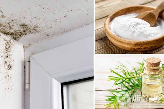 Как избавиться от грибка и плесени на стенах и потолке: два копеечных метода