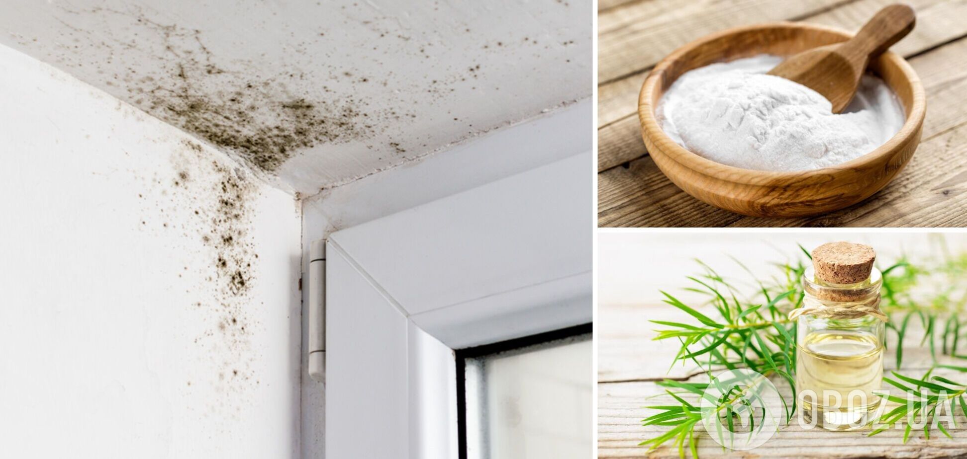 Как избавиться от грибка и плесени на стенах и потолке: два копеечных метода