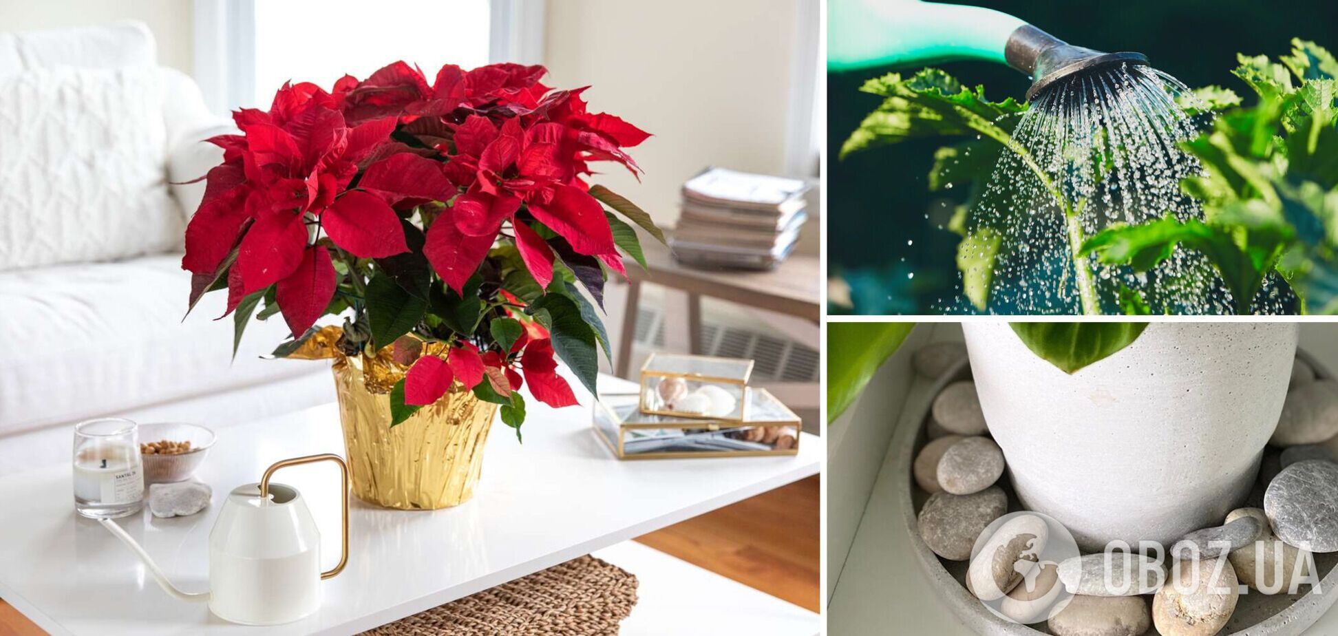 Як доглядати різдвяну квітку пуансетію, щоб вона милувала око на свята