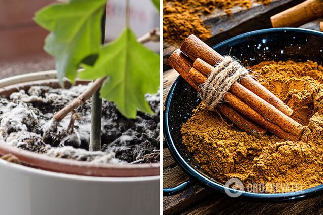 Как легко избавиться от плесени на почве комнатных растений: простой метод без химии