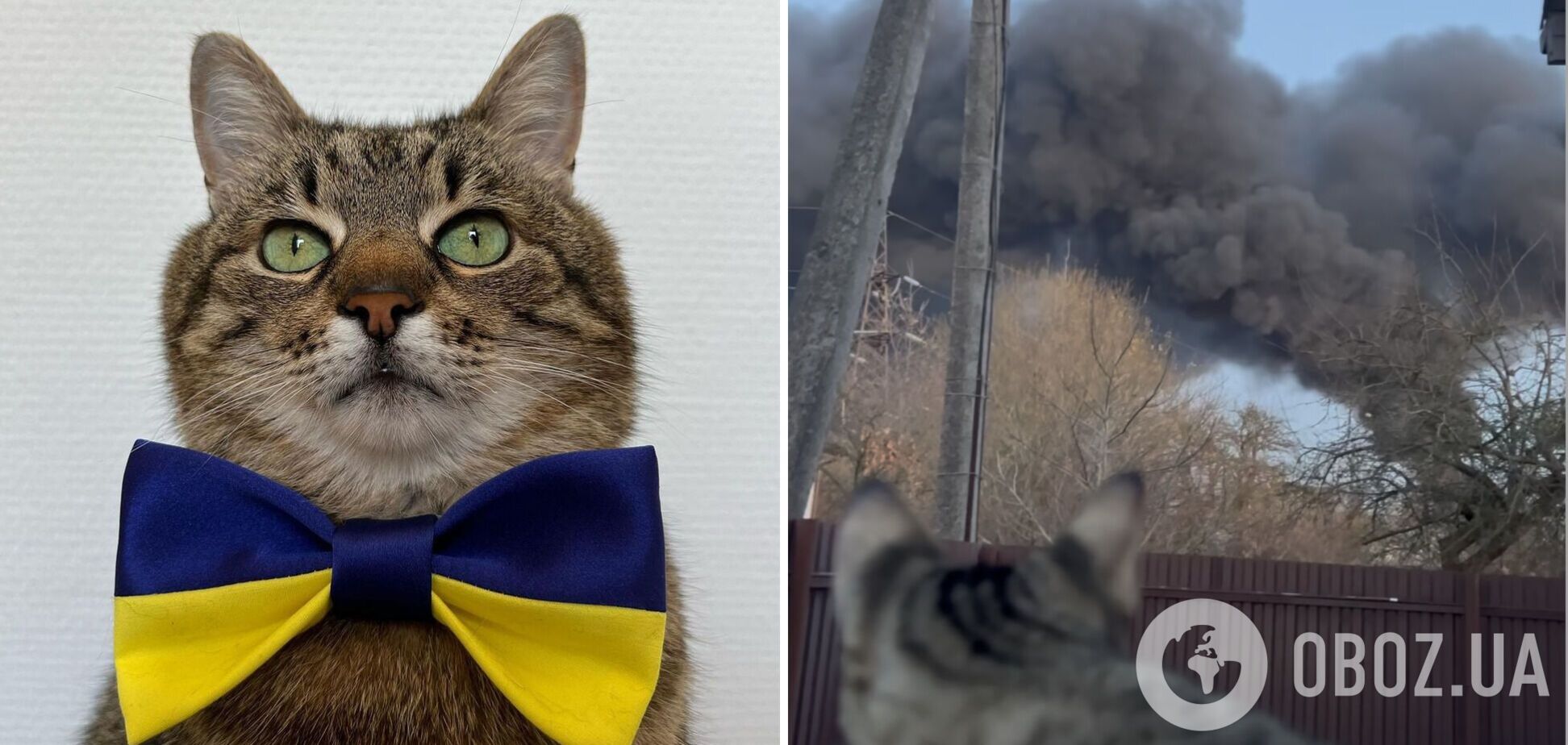 Кіт-блогер Степан став свідком ракетної атаки Росії по Львову. Відео