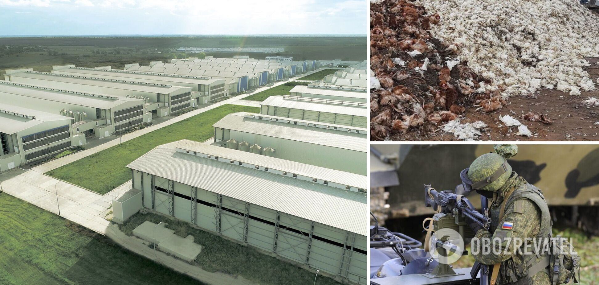 Чорнобаївська птахофабрика втратила 4 млн курей через дії окупантів