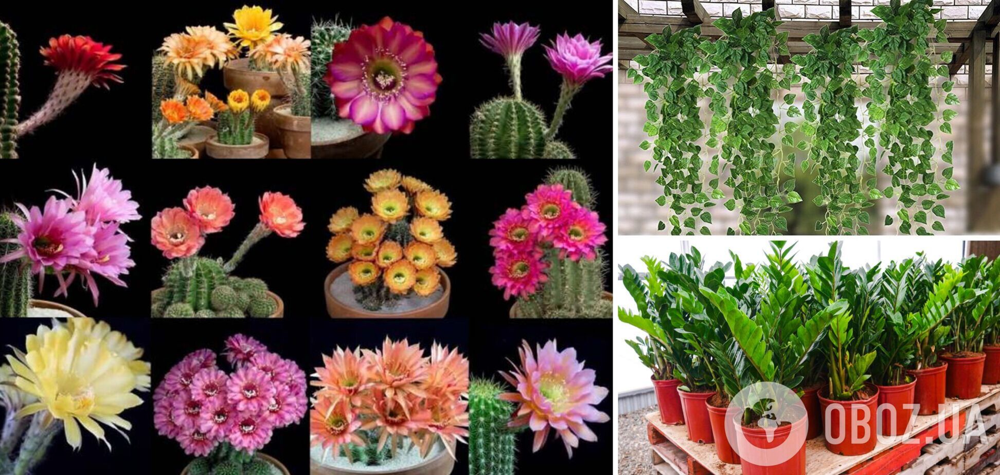 Шесть бессмертных растений, которые выживут даже у самых ленивых хозяев