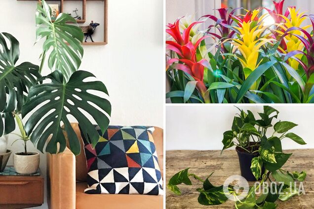 Топ-5 найкращих рослин для правильної атмосфери в домашньому офісі