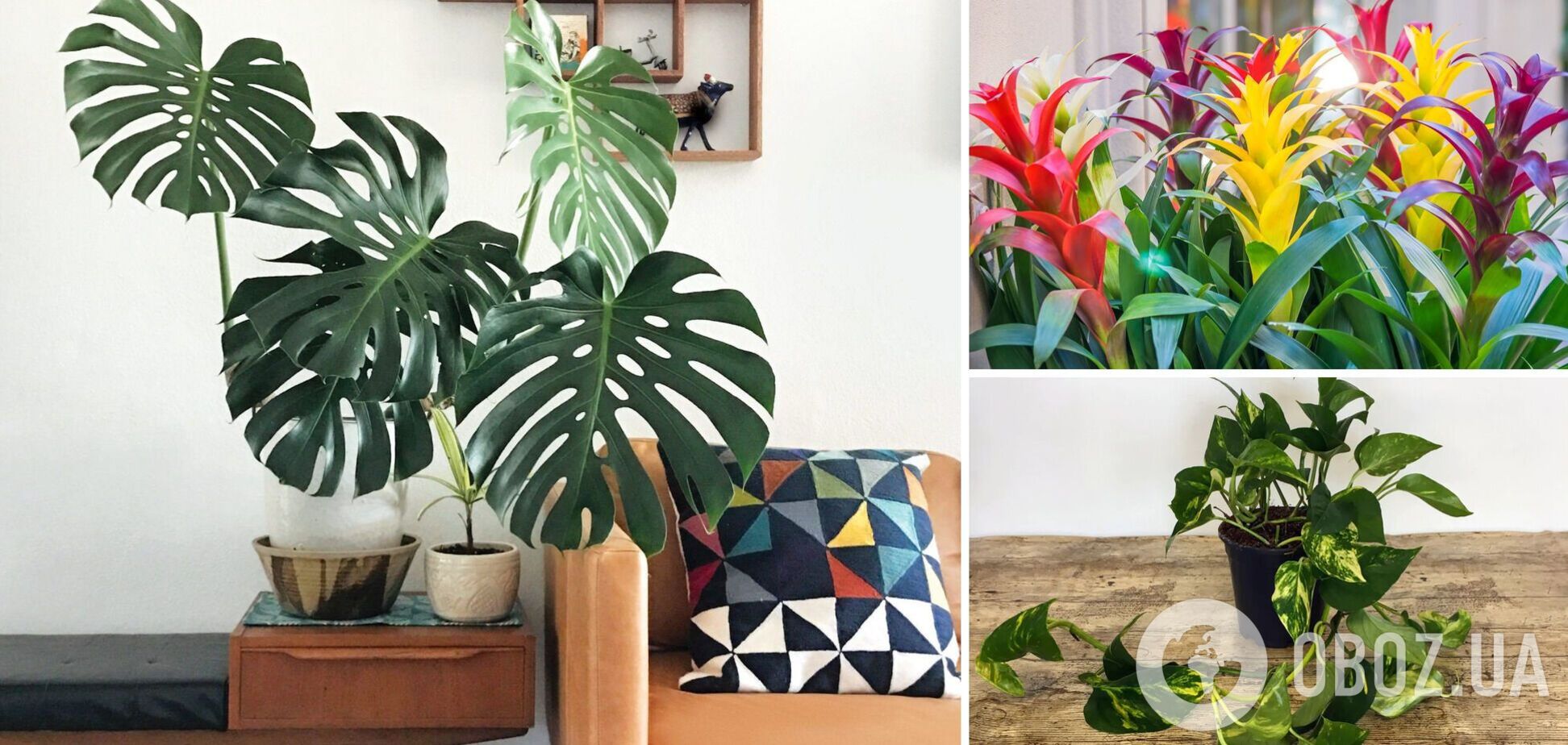 Топ-5 лучших растений для правильной атмосферы в домашнем офисе