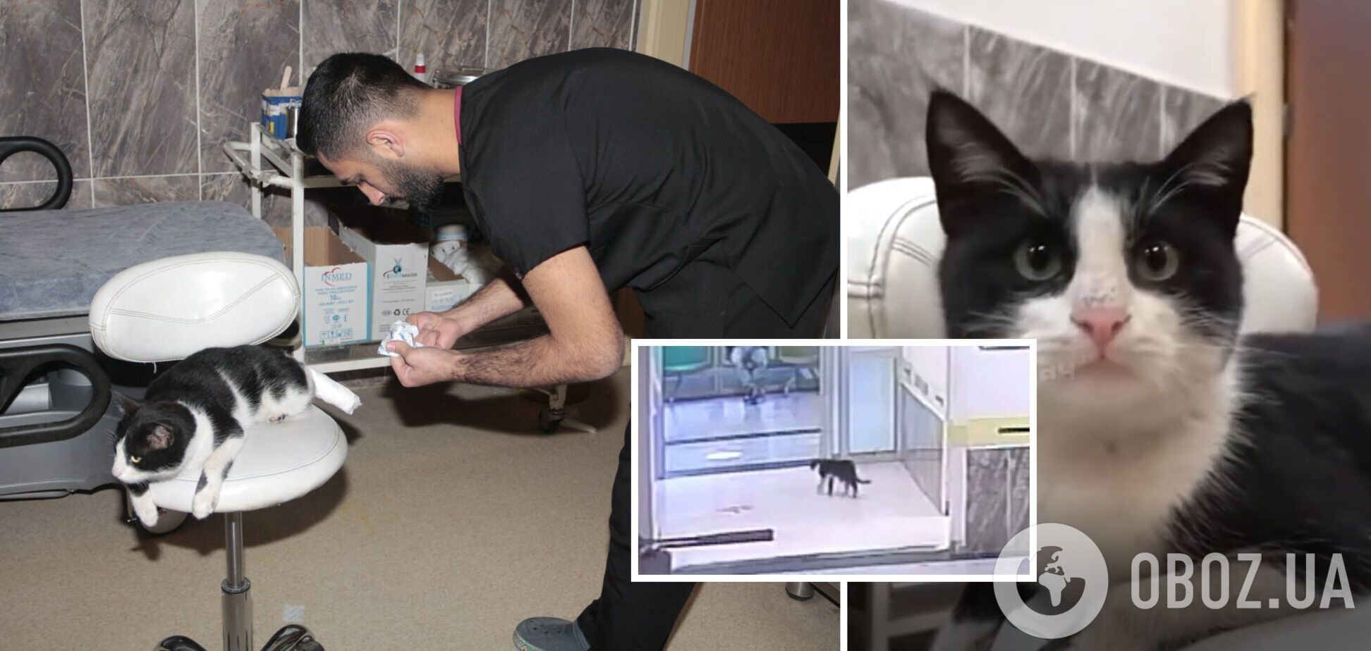 В Туреччині кіт зі зламаною лапою сам прийшов у травмпункт. Фото і відео