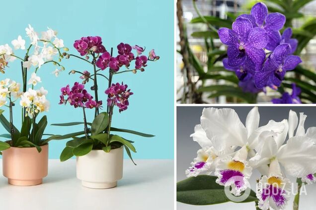 Почему орхидея не цветет: восемь ошибок, которые совершают почти все