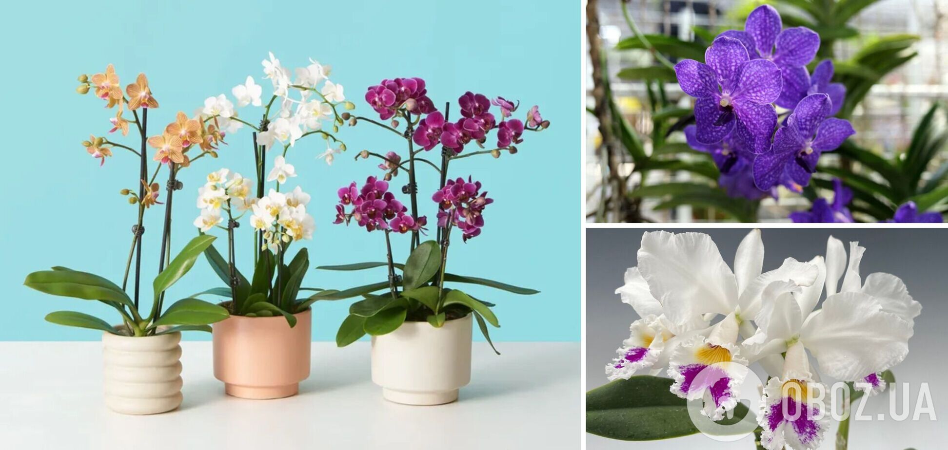 Почему орхидея не цветет: восемь ошибок, которые совершают почти все