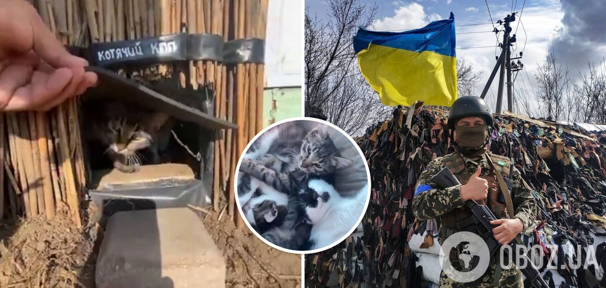 Воины ВСУ забрали себе бездомных котов
