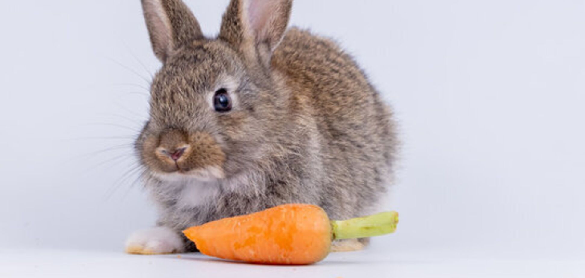 Каким блюдом задобрить кролика: салат на Новый год 2023