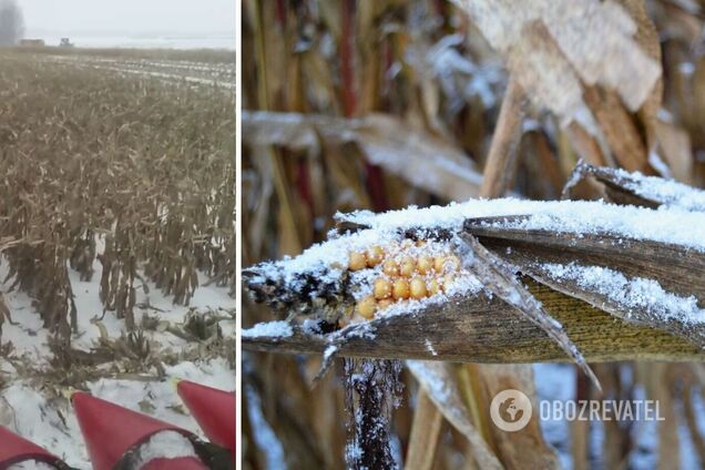 Кукуруза остается в полях и теряет качество
