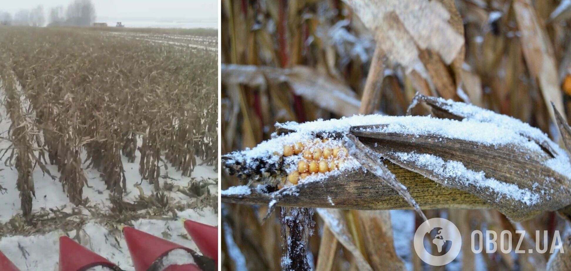 Кукуруза неплохо переносит морозы, но сушить ее уже не выгодно